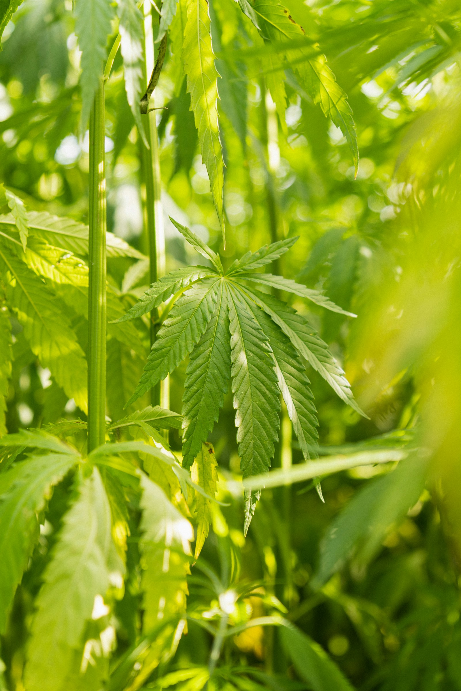 Pyhra Hemp Special